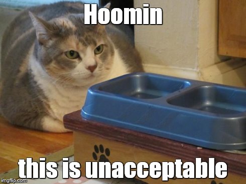 Hoomin this is unacceptable | image tagged in funny cat | made w/ Imgflip meme maker