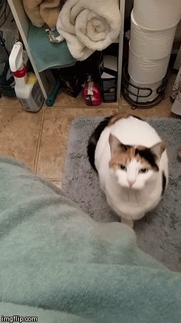 Lilah has abandonment issues after showers | image tagged in gifs | made w/ Imgflip video-to-gif maker