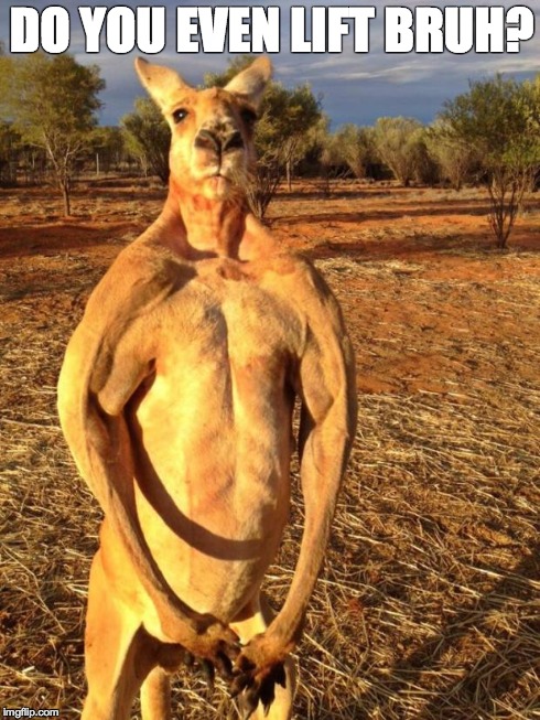 DO YOU EVEN LIFT BRUH? | image tagged in u wot m8 kangaroo | made w/ Imgflip meme maker