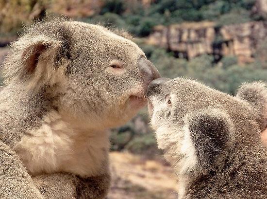 Koala anniversary  Blank Meme Template