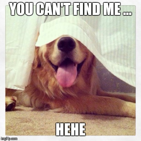 You're a really bad hider , dog ... | YOU CAN'T FIND ME ... HEHE | image tagged in dog hiding in plain sight | made w/ Imgflip meme maker