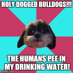 Sudden Realization Dog | HOLY DOGGED BULLDOGS!!! THE HUMANS PEE IN MY DRINKING WATER! | image tagged in sudden realization dog,sudden realization,dogs,funny,memes,funny memes | made w/ Imgflip meme maker