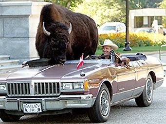 Buffalo in a car Blank Meme Template