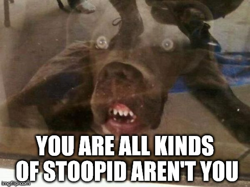 Stoopid | YOU ARE ALL KINDS OF STOOPID AREN'T YOU | image tagged in stupid,dog,funny face | made w/ Imgflip meme maker