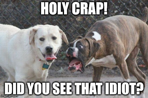 Holy Crap | HOLY CRAP! DID YOU SEE THAT IDIOT? | image tagged in holy crap,dogs,funny face | made w/ Imgflip meme maker