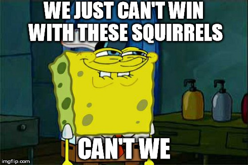 Don't You Squidward Meme | WE JUST CAN'T WIN WITH THESE SQUIRRELS CAN'T WE | image tagged in memes,dont you squidward | made w/ Imgflip meme maker