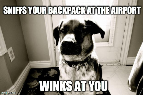 cool dog Hunter | SNIFFS YOUR BACKPACK AT THE AIRPORT WINKS AT YOU | image tagged in cool dog hunter | made w/ Imgflip meme maker