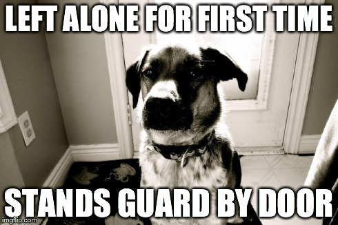 cool dog Hunter | LEFT ALONE FOR FIRST TIME STANDS GUARD BY DOOR | image tagged in cool dog hunter | made w/ Imgflip meme maker