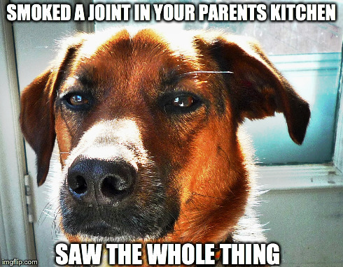 judgmental dog   | SMOKED A JOINT IN YOUR PARENTS KITCHEN SAW THE WHOLE THING | image tagged in judgmental,funny memes,dog | made w/ Imgflip meme maker