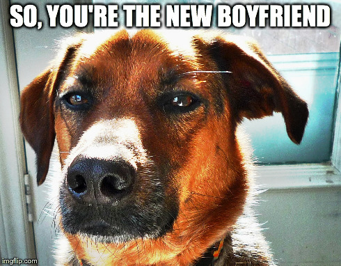 SO, YOU'RE THE NEW BOYFRIEND | image tagged in judgemental,dog,funny | made w/ Imgflip meme maker