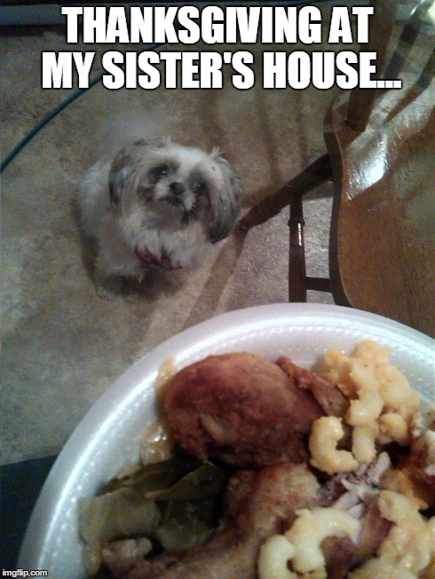 THANKSGIVING AT MY SISTER'S HOUSE... | image tagged in dogs | made w/ Imgflip meme maker