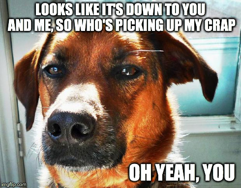 LOOKS LIKE IT'S DOWN TO YOU AND ME, SO WHO'S PICKING UP MY CRAP OH YEAH, YOU | image tagged in dog,judgemental,funny,puppy,cute | made w/ Imgflip meme maker