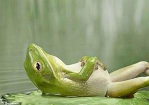 High Quality relax frog Blank Meme Template