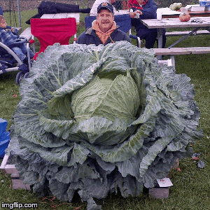 This will give you a good fart | image tagged in gifs,fart cabbage | made w/ Imgflip images-to-gif maker
