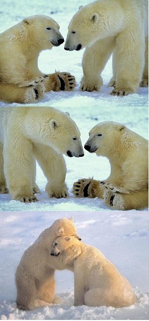High Quality Polar bear finding neverland Blank Meme Template