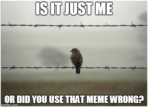 Lonely Bird | IS IT JUST ME OR DID YOU USE THAT MEME WRONG? | image tagged in lonely bird | made w/ Imgflip meme maker
