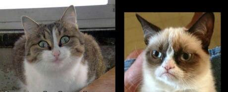High Quality grumpy cat and high cat Blank Meme Template