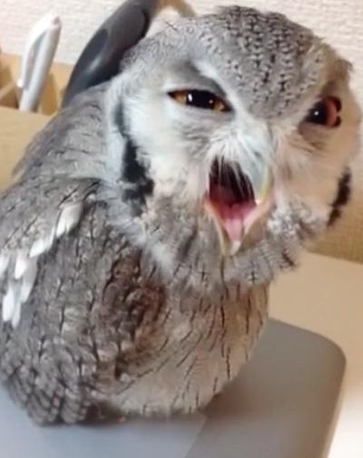 High Quality owl Blank Meme Template