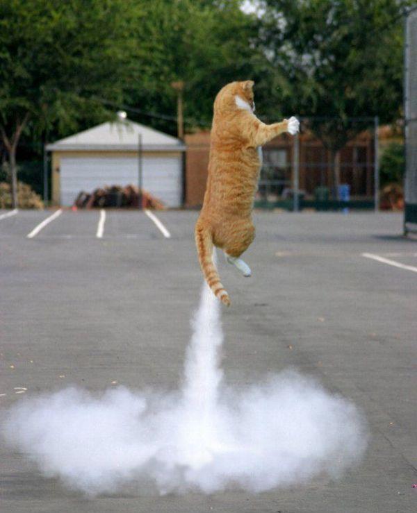 Rocket cat Blank Meme Template