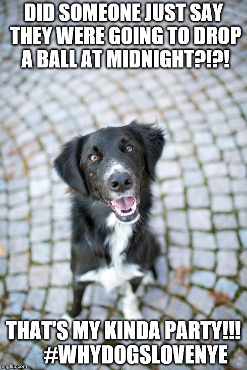 Why Dogs Love New Year s Eve Imgflip