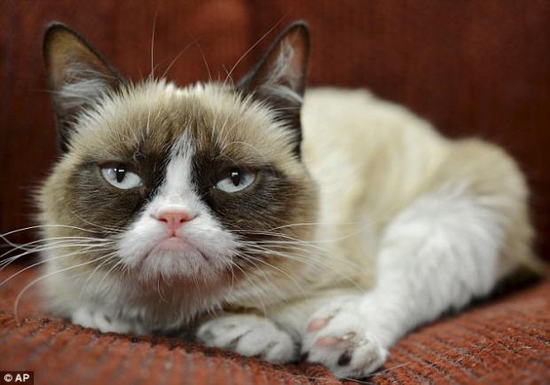 Grumpy Cat New Year Blank Meme Template