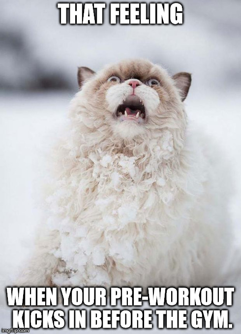 Snow Cat | THAT FEELING WHEN YOUR PRE-WORKOUT KICKS IN BEFORE THE GYM. | image tagged in snow cat | made w/ Imgflip meme maker