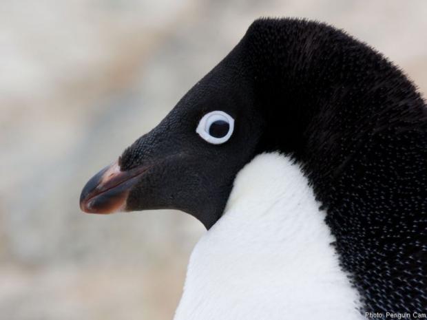 Ppenguin Blank Meme Template