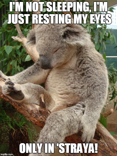 I'M NOT SLEEPING, I'M JUST RESTING MY EYES ONLY IN 'STRAYA! | image tagged in australia,koala,sleepy | made w/ Imgflip meme maker
