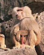 baboon Blank Meme Template