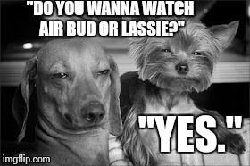 Stoner Dogs | "DO YOU WANNA WATCH AIR BUD OR LASSIE?" "YES." | image tagged in stoner dog,funny,memes,dogs | made w/ Imgflip meme maker