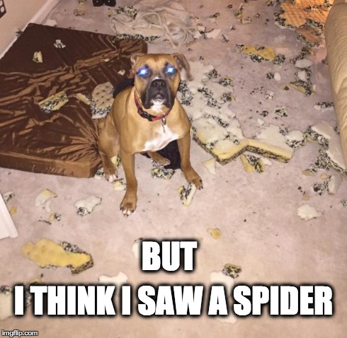 BUT I THINK I SAW A SPIDER | image tagged in i think i saw a spider | made w/ Imgflip meme maker