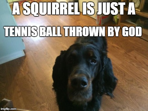 A SQUIRREL IS JUST A TENNIS BALL THROWN BY GOD | image tagged in candy | made w/ Imgflip meme maker