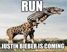 RUN JUSTIN BIEBER IS COMING | image tagged in animals,justin bieber | made w/ Imgflip meme maker