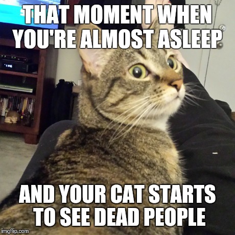 Cat medium | THAT MOMENT WHEN YOU'RE ALMOST ASLEEP AND YOUR CAT STARTS TO SEE DEAD PEOPLE | image tagged in cats | made w/ Imgflip meme maker