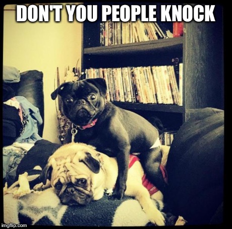DON'T YOU PEOPLE KNOCK | image tagged in dogs caught | made w/ Imgflip meme maker