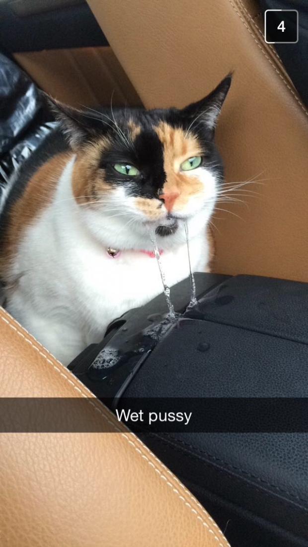 Pussy Blank Meme Template
