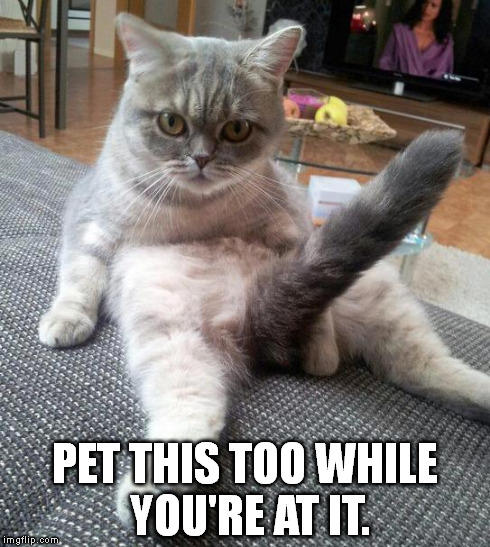 Sexy Cat Meme | PET THIS TOO WHILE YOU'RE AT IT. | image tagged in sexy cat | made w/ Imgflip meme maker