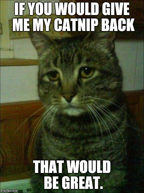 Depressed Cat Meme | IF YOU WOULD GIVE ME MY CATNIP BACK THAT WOULD BE GREAT. | image tagged in memes,depressed cat | made w/ Imgflip meme maker