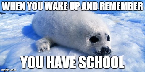 Sad Seal | WHEN YOU WAKE UP AND REMEMBER YOU HAVE SCHOOL | image tagged in sad seal | made w/ Imgflip meme maker
