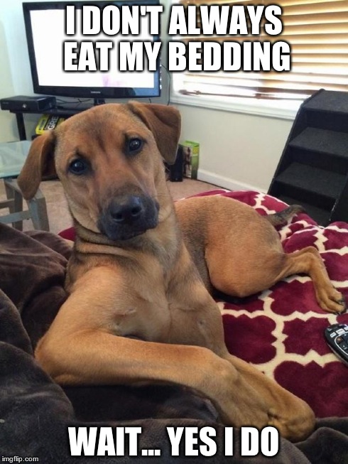 I DON'T ALWAYS EAT MY BEDDING WAIT... YES I DO | image tagged in lady | made w/ Imgflip meme maker