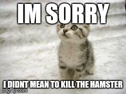 Sad Cat Meme | IM SORRY I DIDNT MEAN TO KILL THE HAMSTER | image tagged in memes,sad cat | made w/ Imgflip meme maker