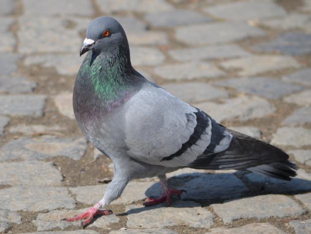 Pigeon Blank Meme Template