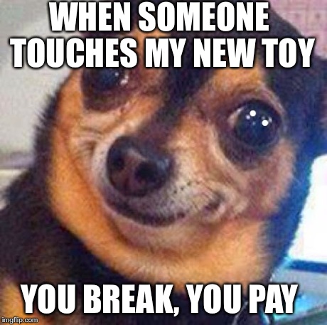 WHEN SOMEONE TOUCHES MY NEW TOY YOU BREAK, YOU PAY | image tagged in dogs | made w/ Imgflip meme maker