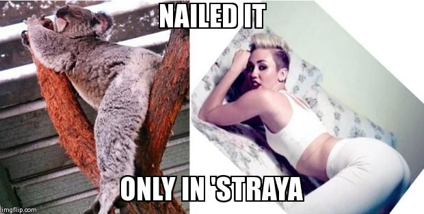 NAILED IT ONLY IN 'STRAYA | image tagged in australia,miley cyrus,koala | made w/ Imgflip meme maker