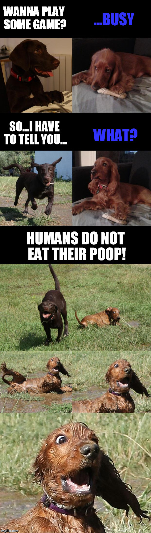 WANNA PLAY SOME GAME? HUMANS DO NOT EAT THEIR POOP! ...BUSY SO...I HAVE TO TELL YOU... WHAT? | image tagged in lara  liam talk | made w/ Imgflip meme maker