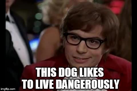 live dangerously | THIS DOG LIKES TO LIVE DANGEROUSLY | image tagged in live dangerously | made w/ Imgflip meme maker