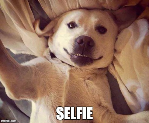 Selfie Dog | SELFIE | image tagged in selfie,memes,animals | made w/ Imgflip meme maker