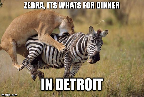 zebrah | ZEBRA, ITS WHATS FOR DINNER IN DETROIT | image tagged in zebrah | made w/ Imgflip meme maker