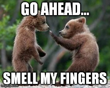 Stinky finger | GO AHEAD... SMELL MY FINGERS | image tagged in ninja bears | made w/ Imgflip meme maker