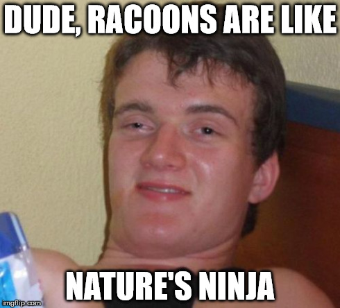 10 Guy | DUDE, RACOONS ARE LIKE NATURE'S NINJA | image tagged in memes,10 guy | made w/ Imgflip meme maker